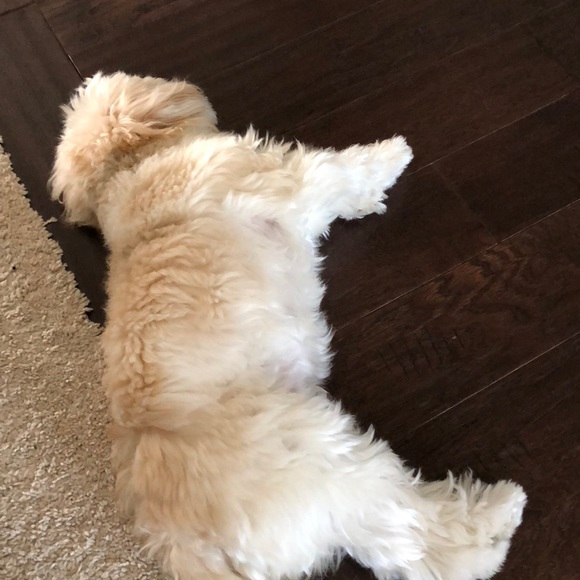 Meet your Posher, Lisa - Picture 1 of 1